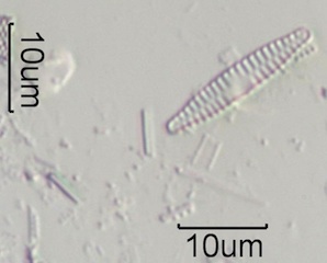 Fragilaria construens var subsalina